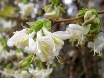 Zemolez Purpusov 'Winter Beauty'