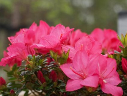 Japonská azalka 'Anouk'