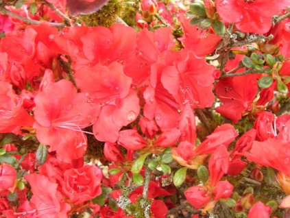 Japonská azalka 'Ardeur'