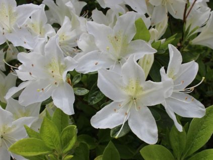 Japonská azalka 'Palestrina'