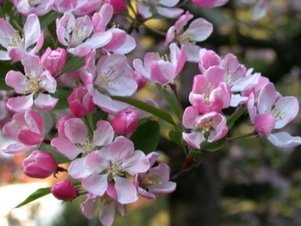 Jabloň japonská - Malus micromalus