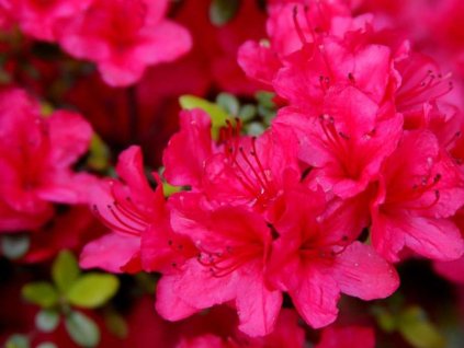Japonská azalka 'Thierry'