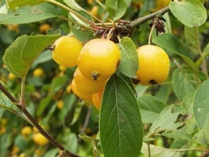 Jabloň okrasná 'Yellow Siberian'