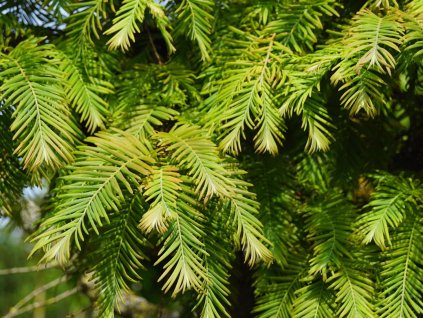 Metasekvoja čínska 'Matthaei Broom'