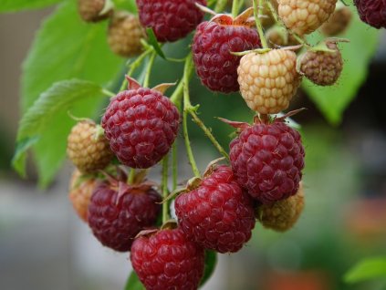 Malina 'Bella Aromatica' - remontantná