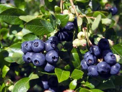 Kanadská čučoriedka 'NorthSky'