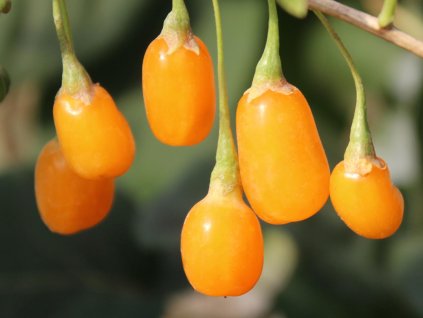 Kustovnica-Goji 'Goji Golden'