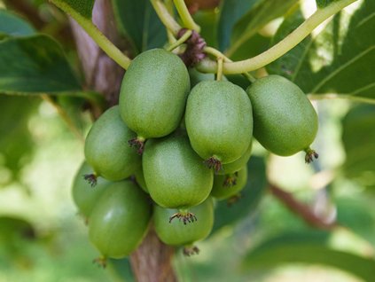 Kiwi 'Japsai'