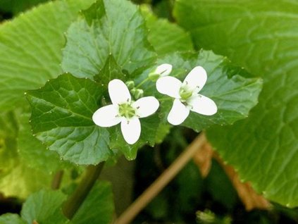 Japonský chren Wasabi - Wasabia japonica