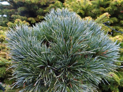 Borovica limbová 'Ortler'