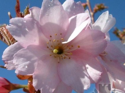 Himalájska čerešňa - Prunus rufa
