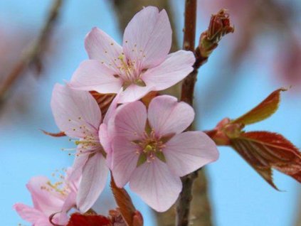 Čerešňa chľpkatá - Prunus subhirtella