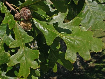 Dub veľkoplodý - Quercus macrocarpa