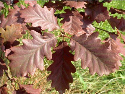 purpurea