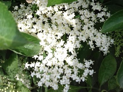 Baza čierna 'Sampo'