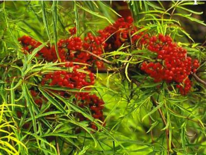 Baza červená 'Tenuifolia'