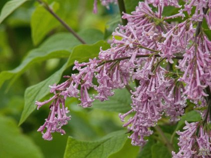 Syringa Andrej (2)