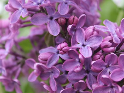 Orgován obyčajný  'Jaunakalsnavas Nakts'