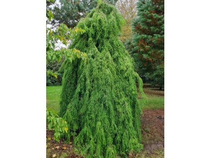 Tisovec dvojradový  'Cascade Falls'