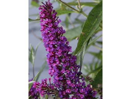 Budleja dávidova 'Butterfly Tower'