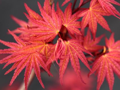 Javor dlaňovitolistý 'Phoenix'