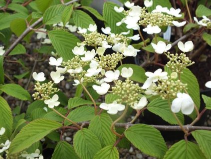 Kalina japonská 'Mariesii'