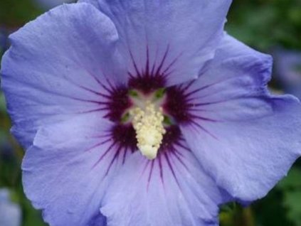 Ibištek sýrsky Sup'Blue 'Minsyrori5'