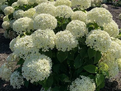 Hortenzia stromčekovitá BellaRagazza 'Limetta'
