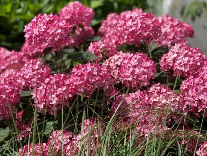 Hortenzia stromčekovitá Ruby Annabelle 'NCHA3' PBR