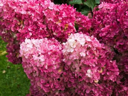 Hortenzia metlinatá FRAMBOISINE 'Rensam'