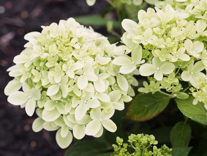 Hortenzia metlinatá Living 'Little Passion'®