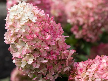 Hortenzia metlinatá Living 'Raspberry Pink'® 'LCNO10'