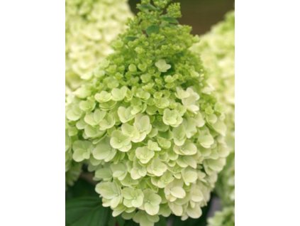 Hortenzia metlinatá Magical Kilimanjaro 'Kolmakil'