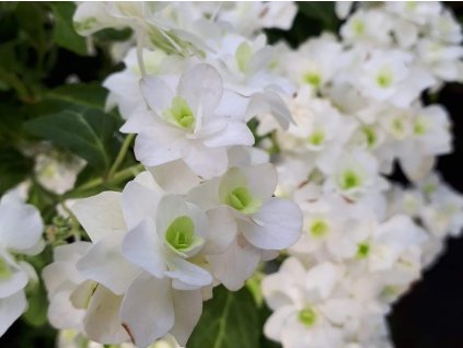 Hortenzia pílovitá White on White 'HSOPPR014' PBR