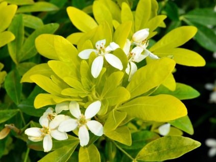 Choisia/mexický pomarančovník SUNDANCE 'Lich'