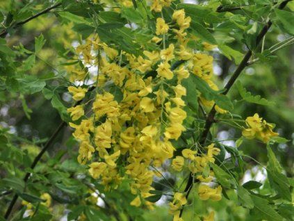 laburnum 1