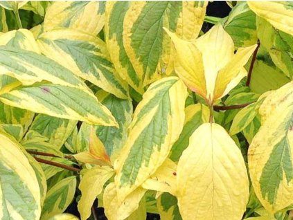 Drieň výbežkatý 'Hedgerow's Gold'