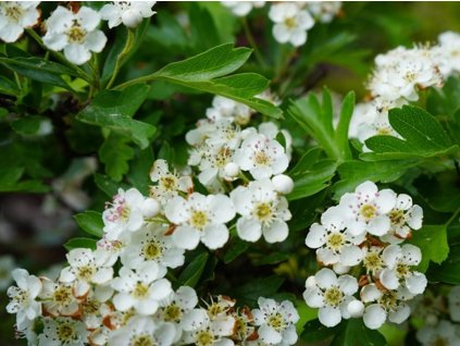 Hloh jednosemenný 'Compacta'