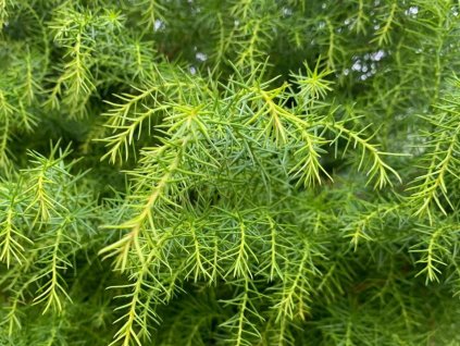 Kryptoméria japonská 'Elegans Viridis'