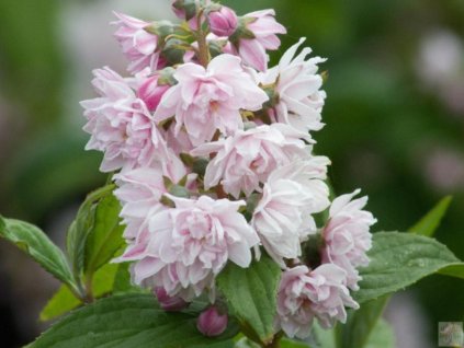 Trojpuk hybridný 'Mount Rose'