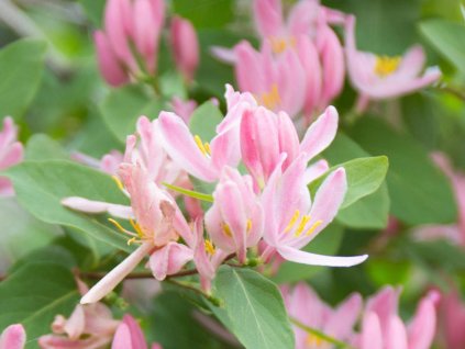 Zemolez tatarský 'Rosea'