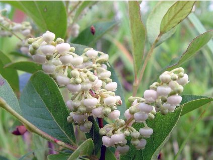 Lyonia ligustrina
