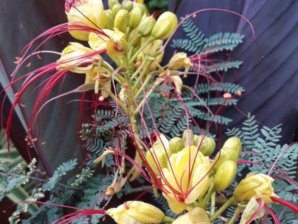 Sapan nádherný  - Caesalpinia gilliesii