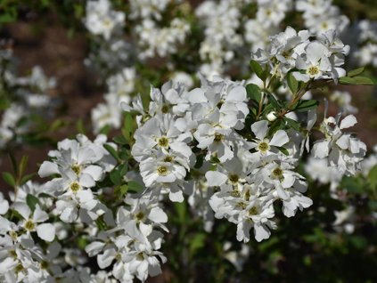 Exochorda hroznovitá SNOW DAY 'Blizzard'