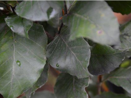 fagus sylvatica anniek