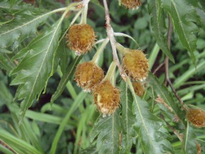 Buk lesný'Aspleniifolia Compacta'