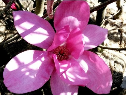 Magnólia 'Livingstone'
