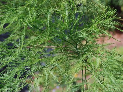 Patisovec previsnutý