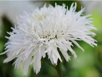 Margarétka 'Sante' - Leucanthemum 'Sante'