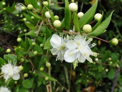 Myrta obyčajná - Myrthus communis
